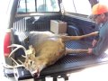Iowa Whitetail deer skinning w/ air compressor ...
