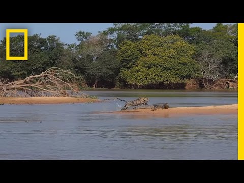 Jaguar Attacks Crocodile Cousin (EXCLUSIVE VIDEO) | National Geographic