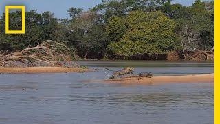 Jaguar Attacks Crocodile (EXCLUSIVE VIDEO)