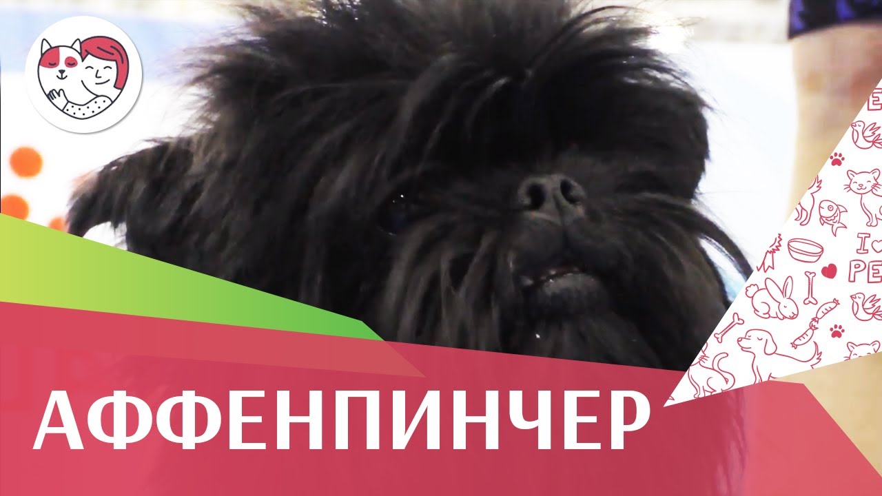 Аффенпинчер на ilikepet. Особенности породы, уход