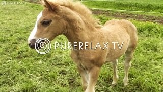 Relaxation For Children - Quiet, Music for Learning, Harmony & Positive - CUTE FOALS