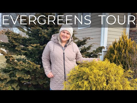 Garden Tour Evergreen Hinoki Cypress, Blue Atlas Cedar, Weeping Norway Spruce, Fire Chief Arborvitae