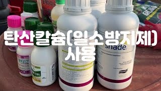 날이 너무더워서 탄산칼슘 (일소방지제)살포
