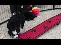 Mini Bernedoodle dogs for sale: Hailey - Video 1