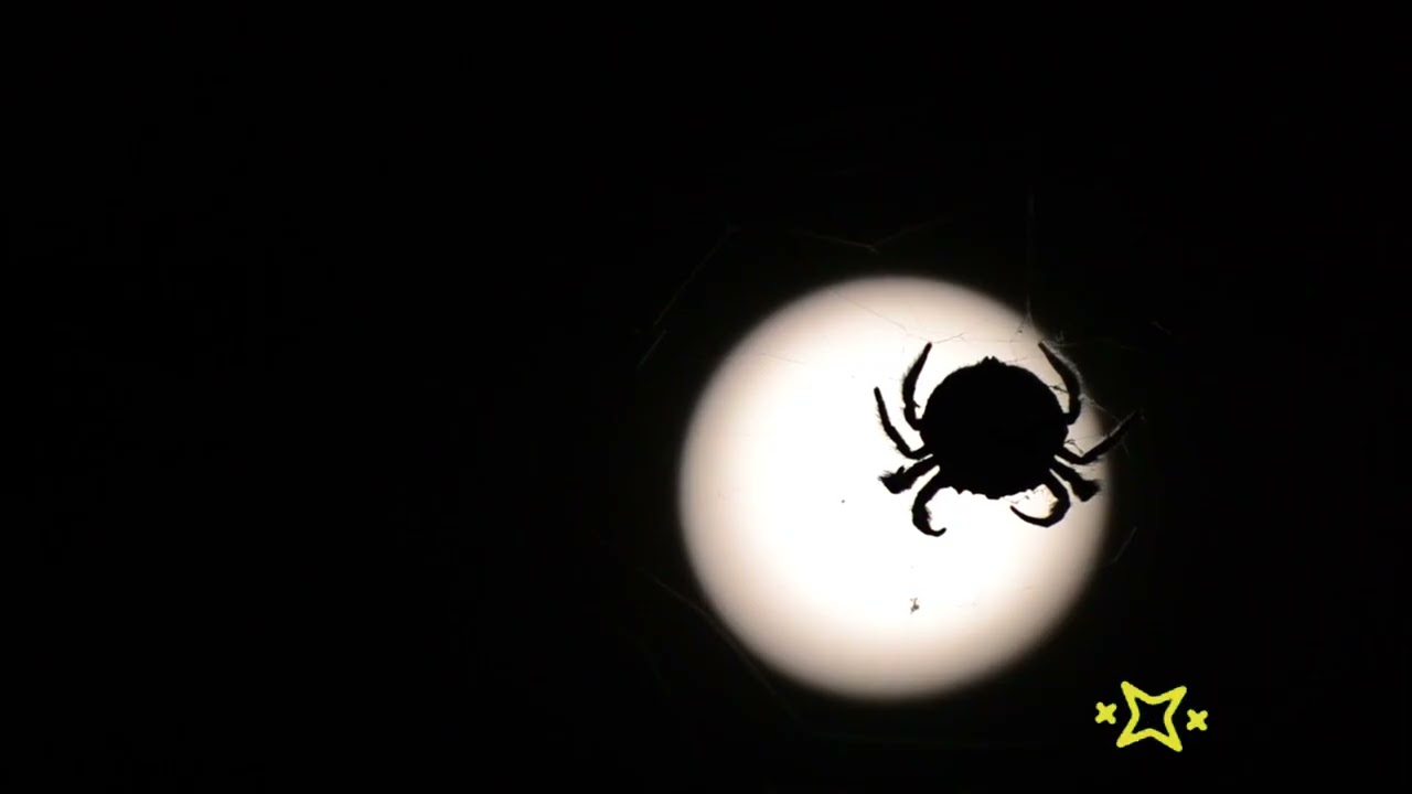 Exploring Insight Timer: User Experiences and Reviews, insight timer erfahrungen