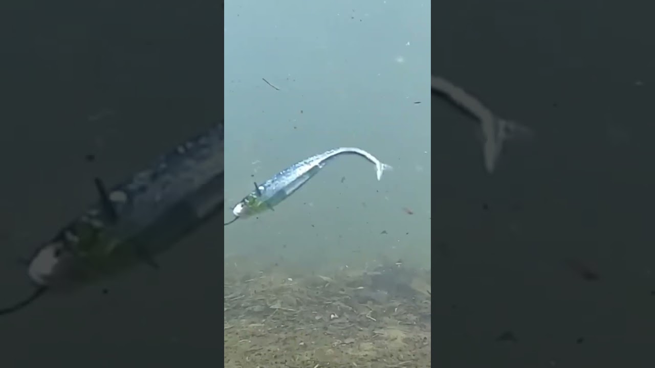 RIGID FINESSE [リジットフィネス]