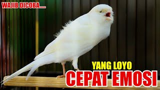 Download lagu live 12#, KENARI YORKSHIRE GACOR, PANCINGAN KENARI LOYO CEPAT EMOSI DAN GACOR mp3 Download lagu live 12#, KENARI YORKSHIRE GACOR, PANCINGAN KENARI LOYO CEPAT EMOSI DAN GACOR mp3