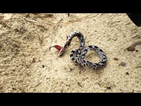 Hognose faking its own death