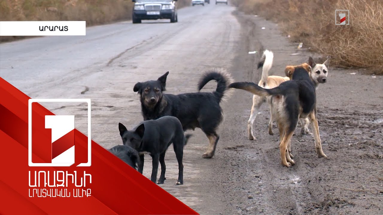 Վերջին տարիների համեմատությամբ՝ շների հարձակվելու և կծելու դեպքերը Հայաստանում շատացել են