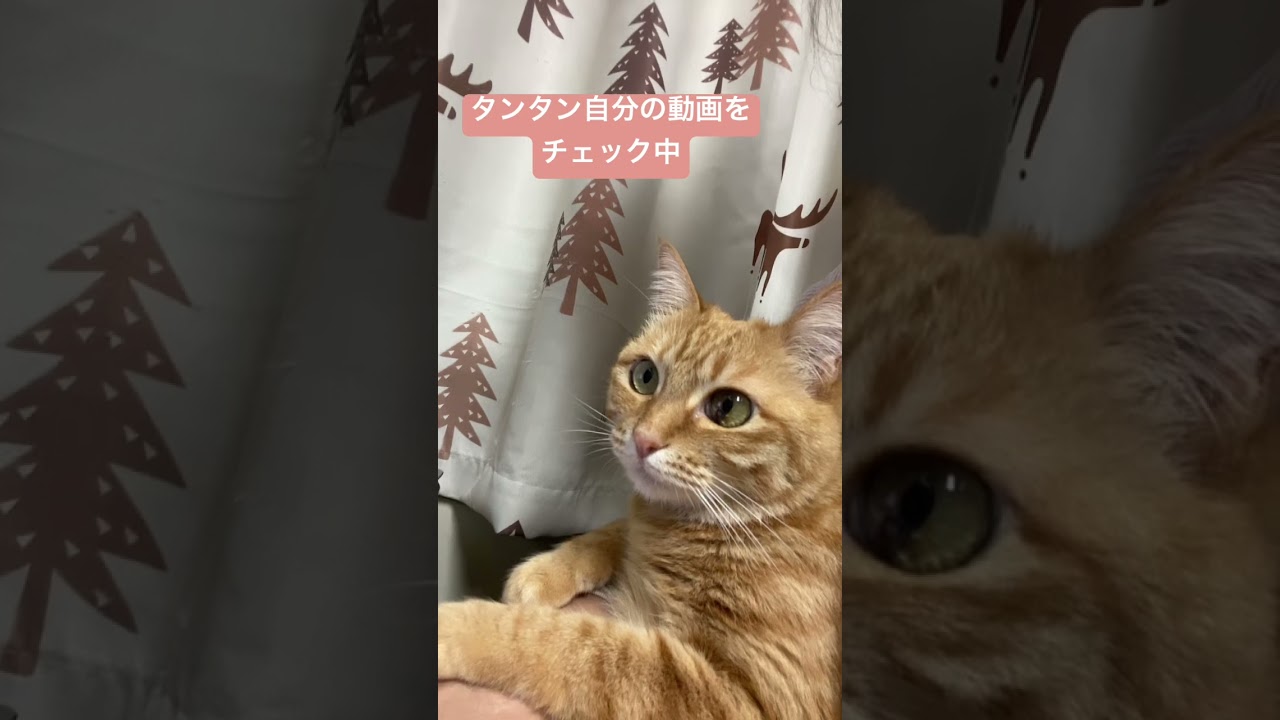 #shorts #猫shorts #catshorts #fyp #おすすめ #猫 #子猫 #cat #catlover #癒し #かわいい #猫のいる暮らし #猫好きさんと繋がりたい #癒しの猫時間