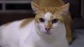 Sony ZVE10 Indoor Cat Test Viltrox 56mm F1.7