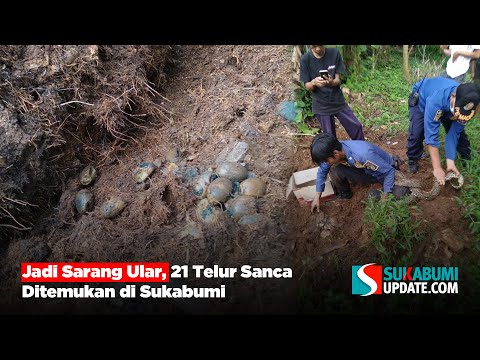Jadi Sarang Ular, 21 Telur Sanca Ditemukan di Sukabumi