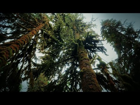 Can Trees Talk To Each Other? | Your Climate | BBC Studios
