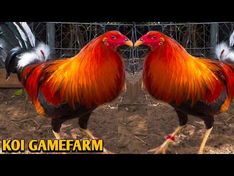 Yellow leg hatch Grey Albany - KOI FARM