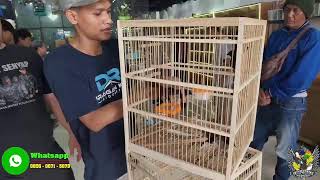 Download lagu MURAI BATU DANA PLAJAR !!! MURAI TROTOL DAN MURAI GACORAN mp3