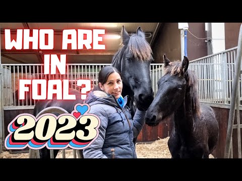 Who's in foal? Who will have a foal in 2023? | Friesian Horses