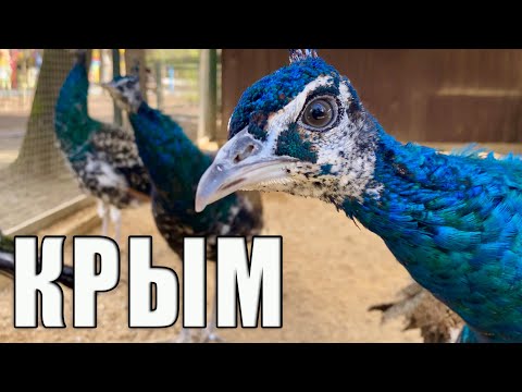 КРЫМ, ОШАЛЕТЬ - я в Крыму такое вижу впервые.