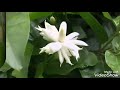 காத்திருந்த மல்லி Whatsapp Staus