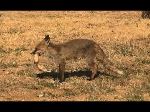 ZORRO | FOX | Vulpes vulpes 4K
