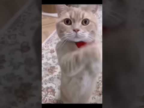 Funniest Videos 2022 😂 Funny Cats 🐱 #cute #cat #short #24 #cats #catlover