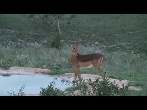 Djuma: Impala males(one with broken right horn) - 18:47 - 12/01/20