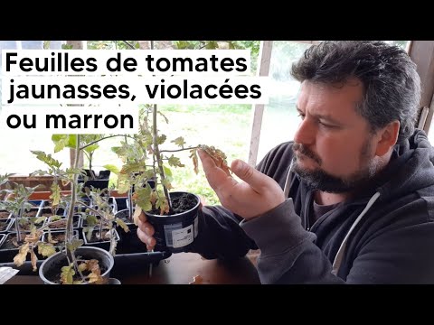 , title : 'Pourquoi mes plants de tomates ont des feuilles jaunes, violettes ou marron ?'