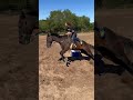 Here Is The Raw For Those That Asked Swagger Horse Horseracing Rodeo