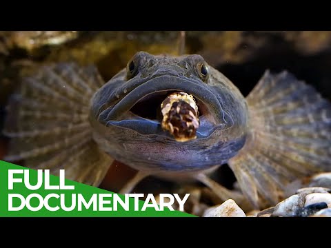 The Stream Ecosystem in Jeopardy