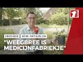 Henk brengt een ode aan: De Weegbree!