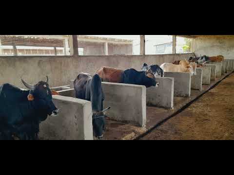 The Future of Livestock: How Smart Agriculture is Transforming Animal Farming