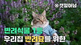 냥집사들 주목! 반려묘를 위한 식물선택 고민하지마세요~! 안전과 건강까지 지키는 일석삼조 고양이 식물! 네페…