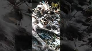 Download lagu Targetnya wader dapatnya akar kayu buat aquascape mp3 Download lagu Targetnya wader dapatnya akar kayu buat aquascape mp3