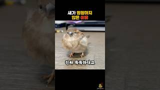 Download lagu 새가 멍청하지 않은 이유 #동물 #새 #참새 mp3