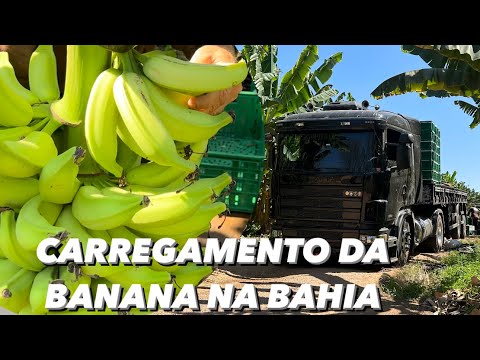 I LOADED BANANAS IN BAHIA + SIX DAYS STOPPED AT CEASA DO JUAZEIRO