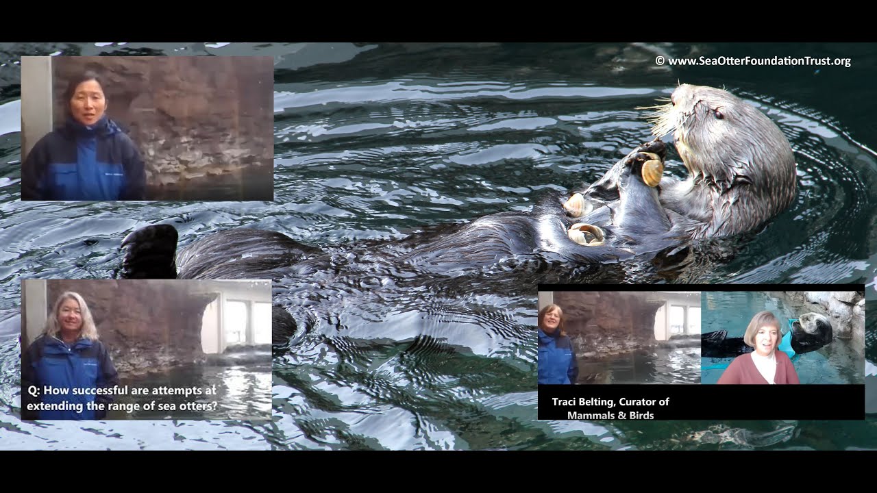Seattle Aquarium talks with us about their sea otters, extending the sea otter population and the grant they received to investigate the effects of microplastics on sea otter health.
