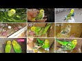Budgies Baby Growth Stages Day 1 To Day 45 Miracle Of Life