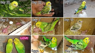 Download lagu Budgies Baby Growth Stages Day 1 to Day 45 | Miracle Of Life mp3 Download lagu Budgies Baby Growth Stages Day 1 to Day 45 | Miracle Of Life mp3