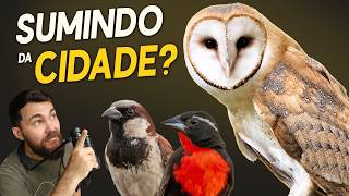 AVES que estão SUMINDO DAS CIDADES? #OrnitólogoResponde