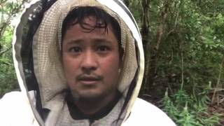 Swarm prevention. Double Queen Colony