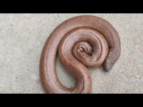 Red Sand Boa Eryx johnii, commonly called the Indian Sand Boa.