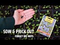 Sowing & pricking out forget me not (Myosotis) seedlings step by step