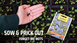 Sowing & pricking out forget me not (Myosotis) seedlings step by step