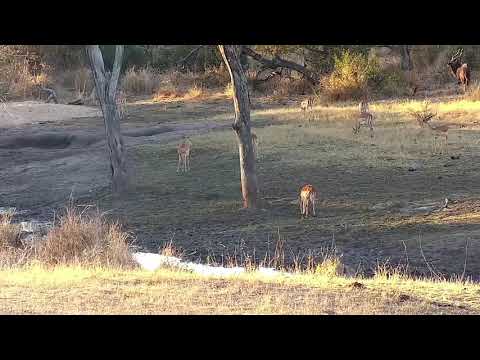 Djuma: Impala female with injured left rear leg - 16:53 - 09/12/21