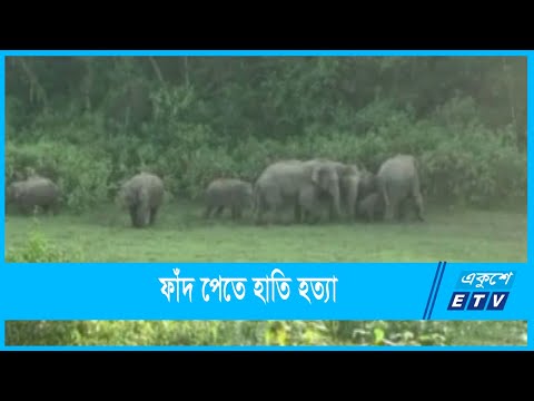 বাড়ছে হাতি নিধনের ঘটনা