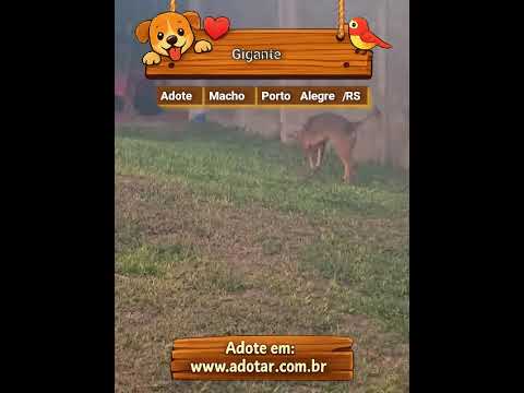 Vídeo de Gigante 