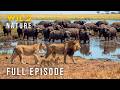 TANZANIA LIONS Ultimate Battles For Survival Full Episode Nature Animal Documentary