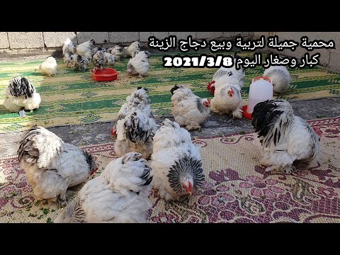 , title : 'محمية الأصدقاء لبيع وتربية دجاج الزينة في بغداد كوشن براهما صغار كبار اليوم 2021/3/8'