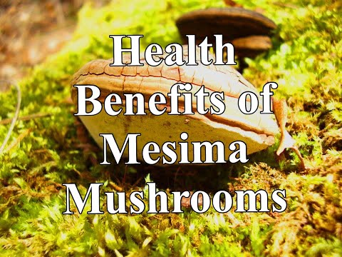 India a grade phellinus linteus meshima mushroom, packaging ...
