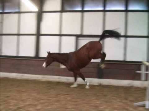 SNOOP 3j. Hann. v. Stakkato Gold - Salito  VB 6000,- Euro