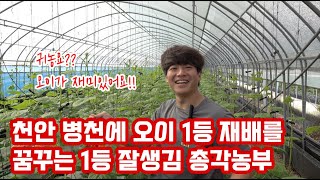 오이 재배로 천안 병천에 귀농한 순대국밥 처럼 구수한 우리 잘생긴 총각농부!! 오이 재배 이야기가 시작합니다…